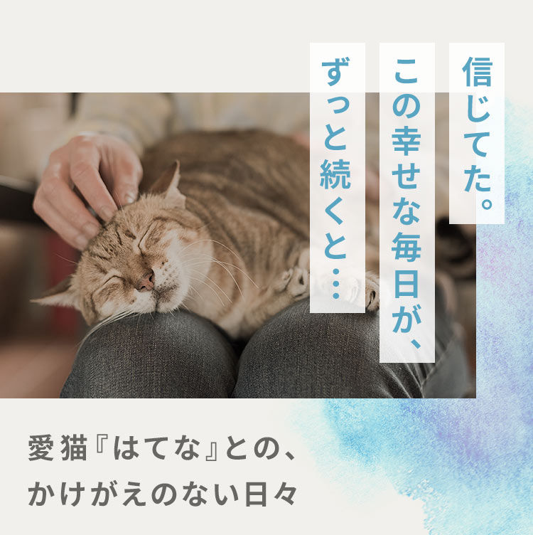 「信じてた。この幸せな毎日が、ずっと続くと…」愛猫『はてな』との、かけがえのない日々