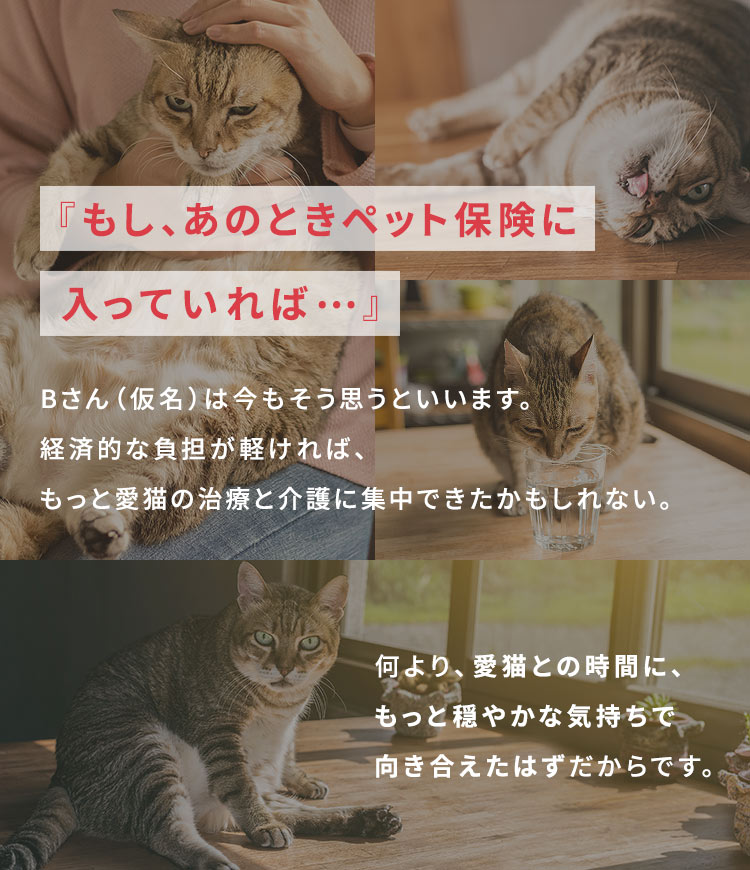 『もし、あのときペット保険に入っていれば…』Bさん(仮名)は今もそう思うといいます。 経済的な負担が軽ければ、もっと愛猫の治療と介護に集中できたかもしれない。何より、愛猫との時間に、もっと穏やかな気持ちで向き合えたはずだからです。