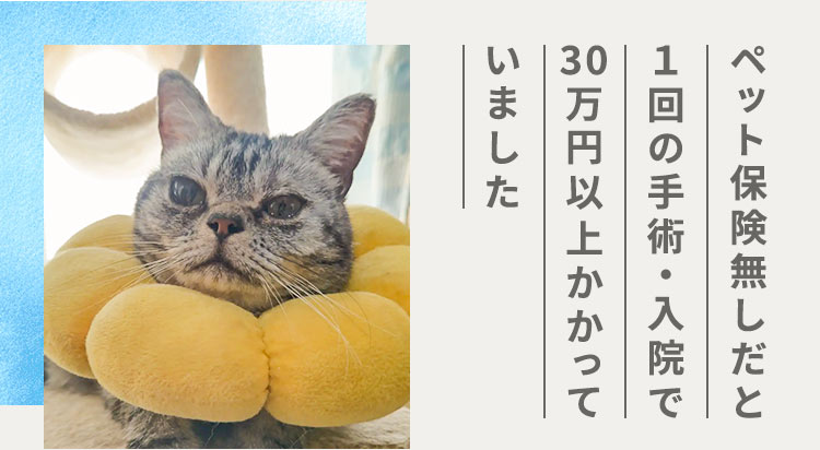 ペット保険無しだと1回の手術・入院で30万円以上かかっていました