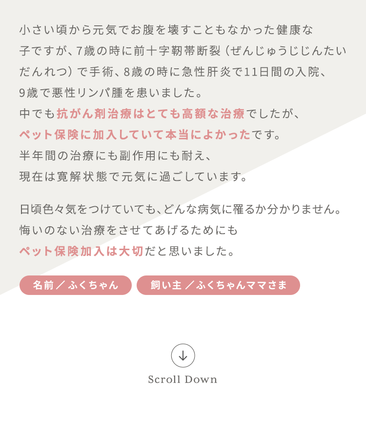小さい頃から元気でお腹を壊すこともなかった健康な子ですが、7歳の時に前十字靭帯断裂(ぜんじゅうじじんたい だんれつ)で手術、8歳の時に急性肝炎で11日間の入院、9歳で悪性リンパ腫を患いました。中でも抗がん剤治療はとても高額な治療でしたが、ペット保険に加入していて本当によかったです。半年間の治療にも副作用にも耐え、現在は寛解状態で元気に過ごしています。日頃色々気をつけていても、どんな病気に罹るか分かりません。悔いのない治療をさせてあげるためにもペット保険加入は大切だと思いました。【名前/ふくちゃん 飼い主/ふくちゃんママさま】