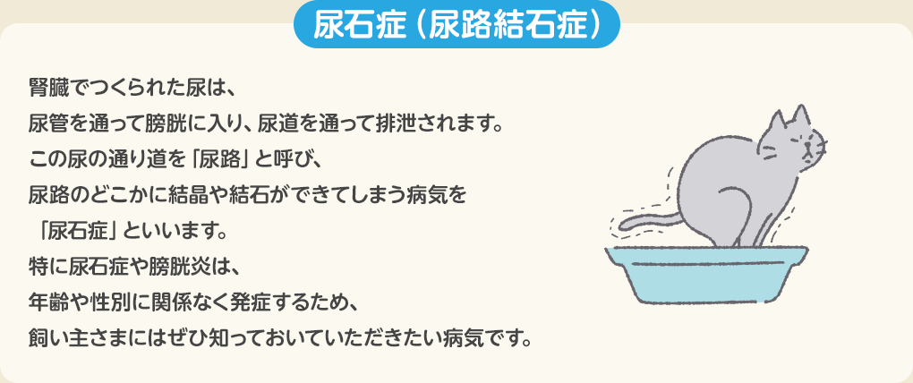 尿石症(尿路結石症)