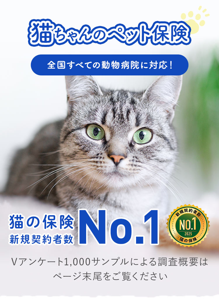 猫ちゃんのペット保険 全国すべての動物病院に対応！ 猫の保険新規契約者数No.1！