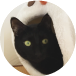 猫画像