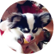 猫画像