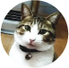 猫画像