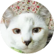 猫画像