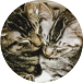 猫画像