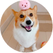猫画像