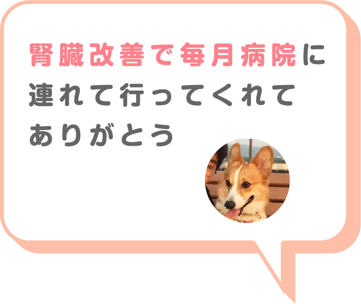猫画像