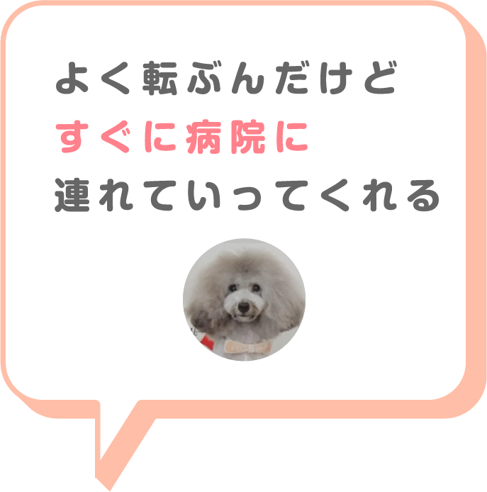 猫画像