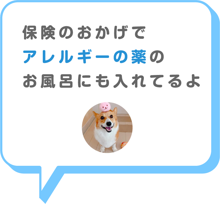 猫画像