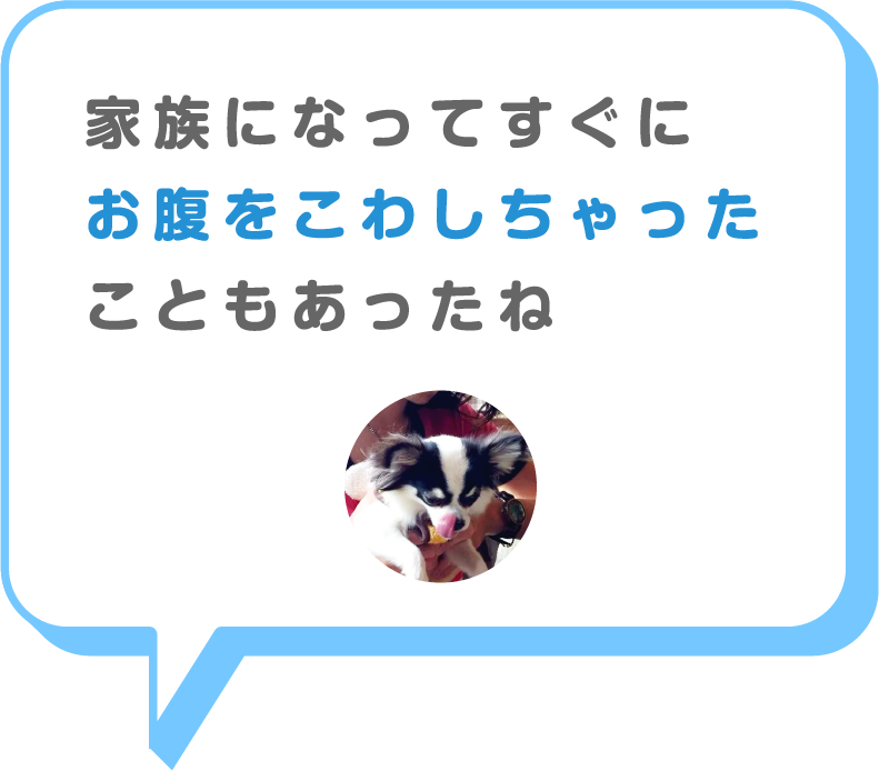 猫画像
