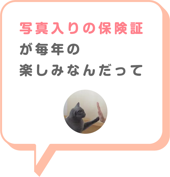 猫画像
