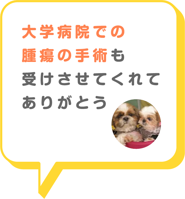 猫画像