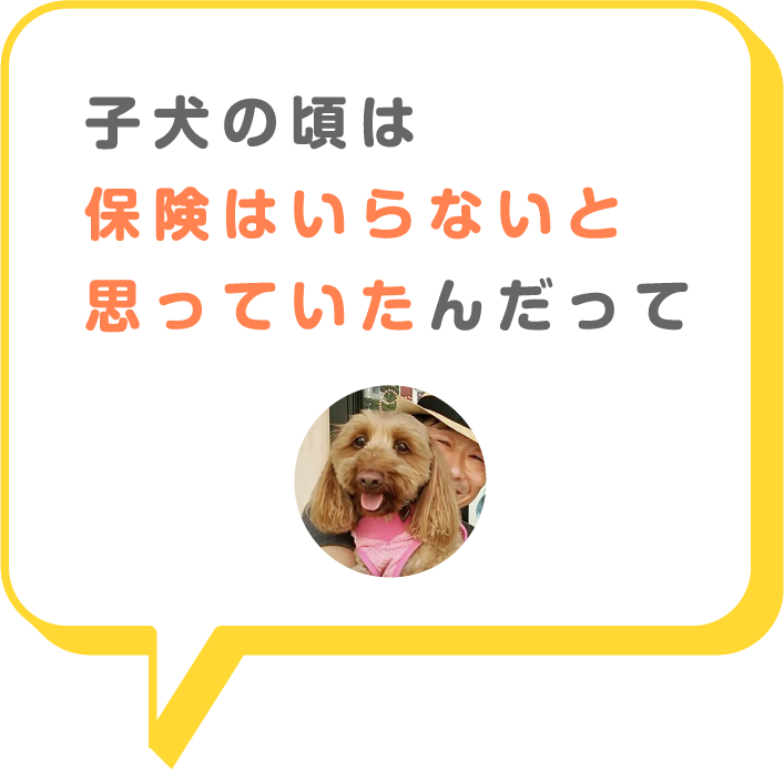 猫画像