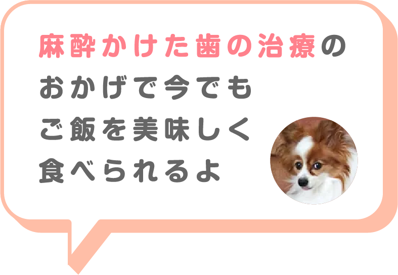 猫画像