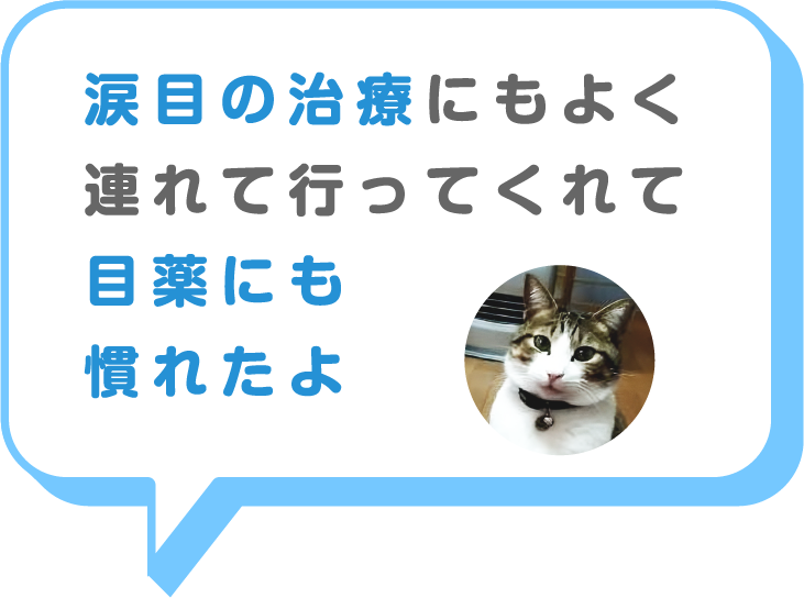 猫画像