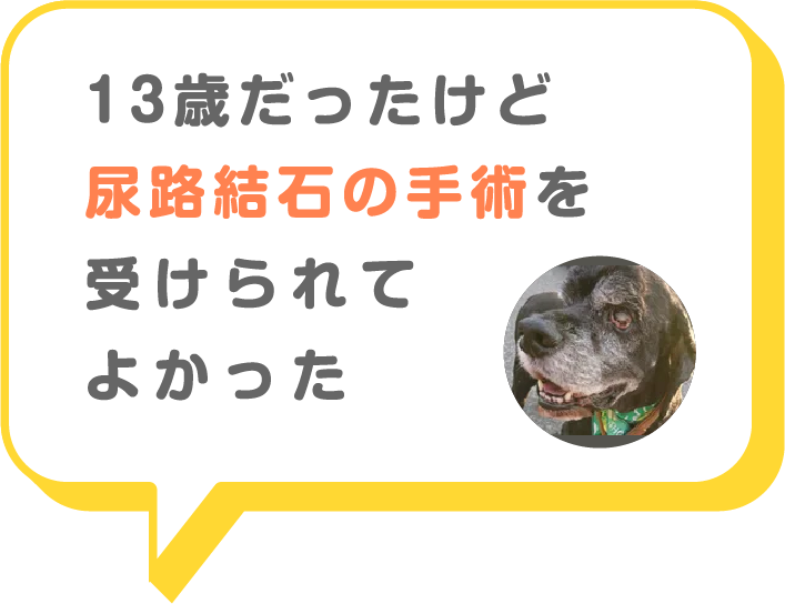 猫画像