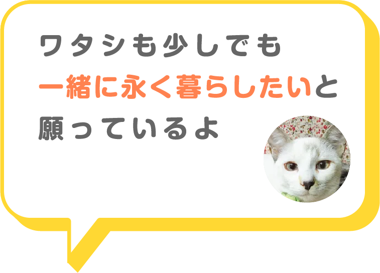 猫画像