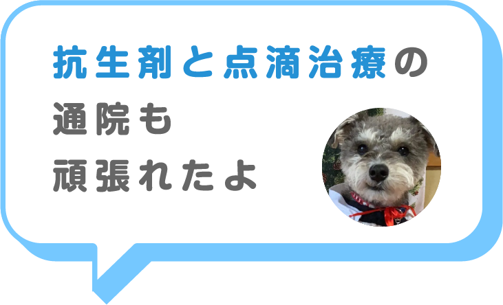猫画像