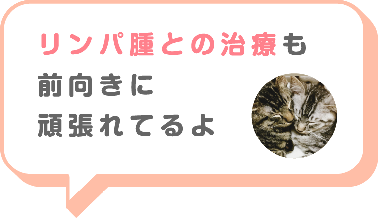 猫画像