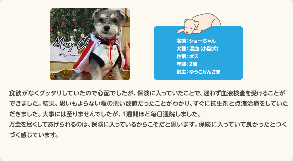 犬のお客さまの声 ショーちゃん