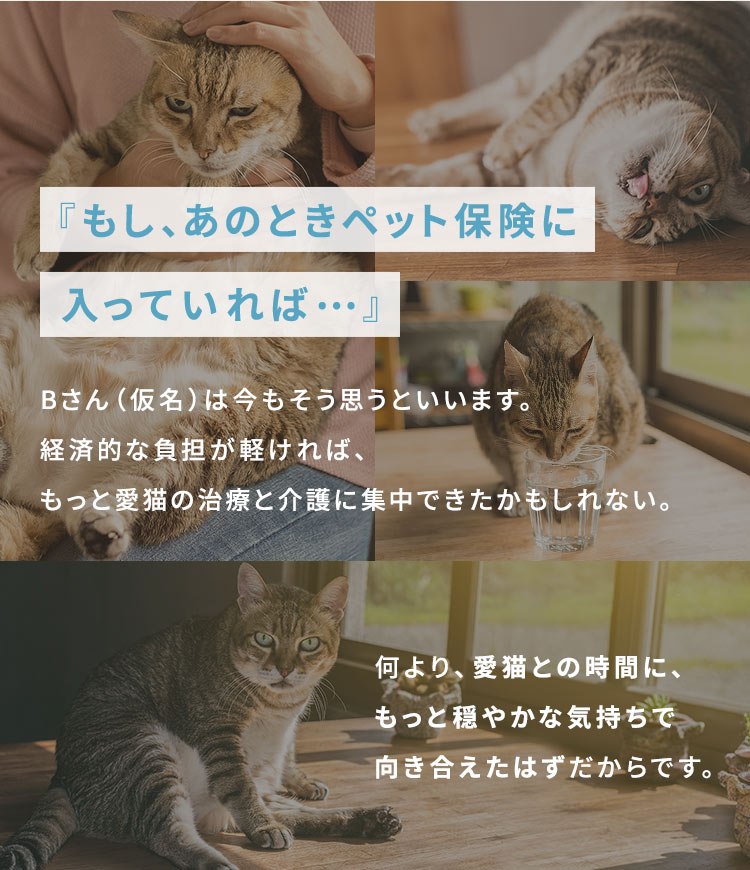 『もし、あのときペット保険に入っていれば…』Bさん（仮名）は今もそう思うといいます。 経済的な負担が軽ければ、もっと愛猫の治療と介護に集中できたかもしれない。何より、愛猫との時間に、もっと穏やかな気持ちで向き合えたはずだからです。