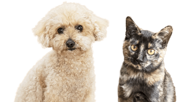 犬と猫