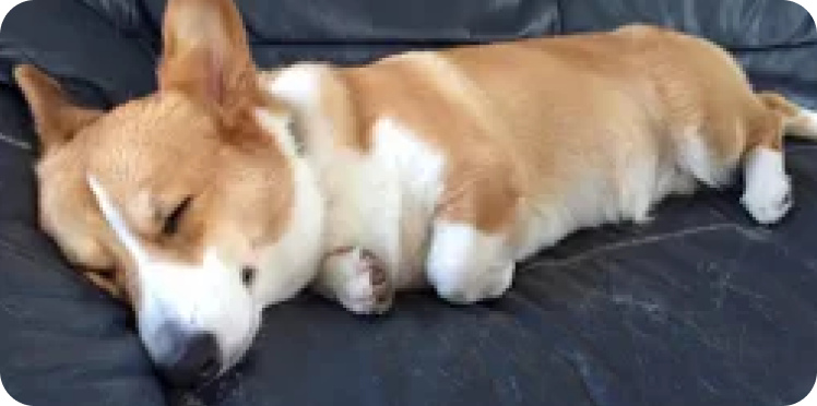 ちゃちゃまるちゃん