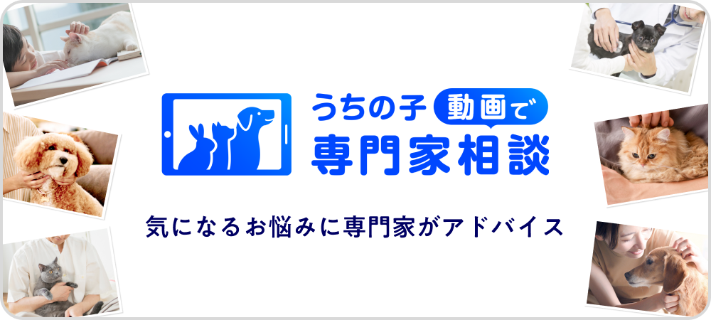 うちの子動画で専門家相談