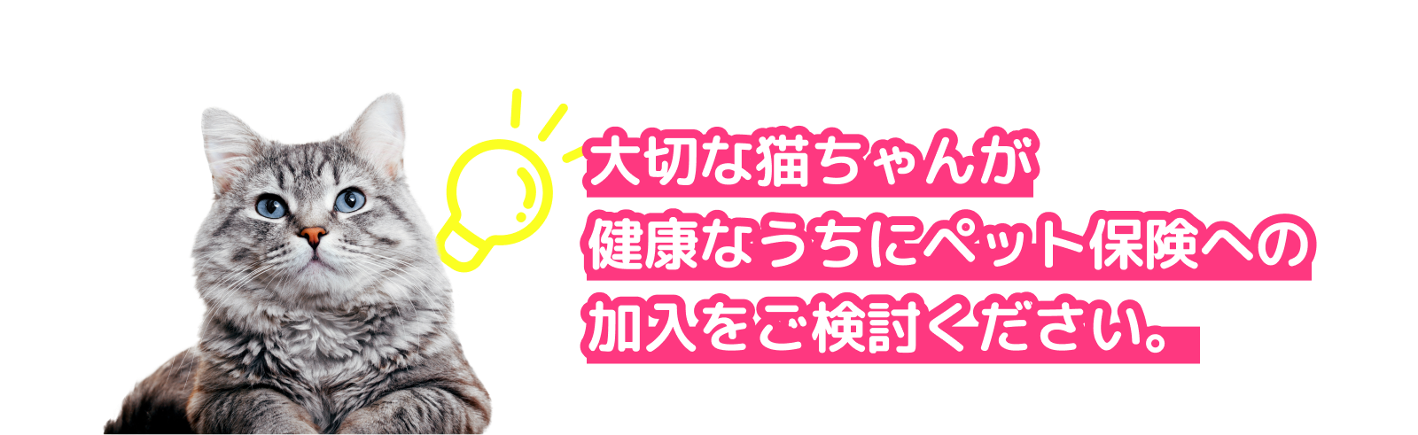 大切な猫ちゃんが健康なうちにペット保険への加入をご検討ください。