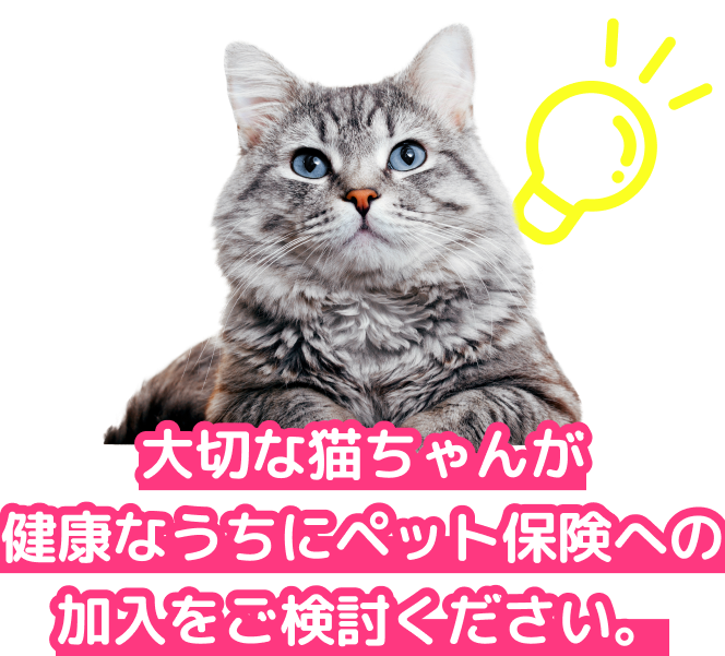 大切な猫ちゃんが健康なうちにペット保険への加入をご検討ください。