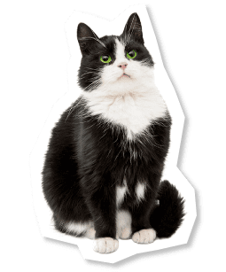 猫