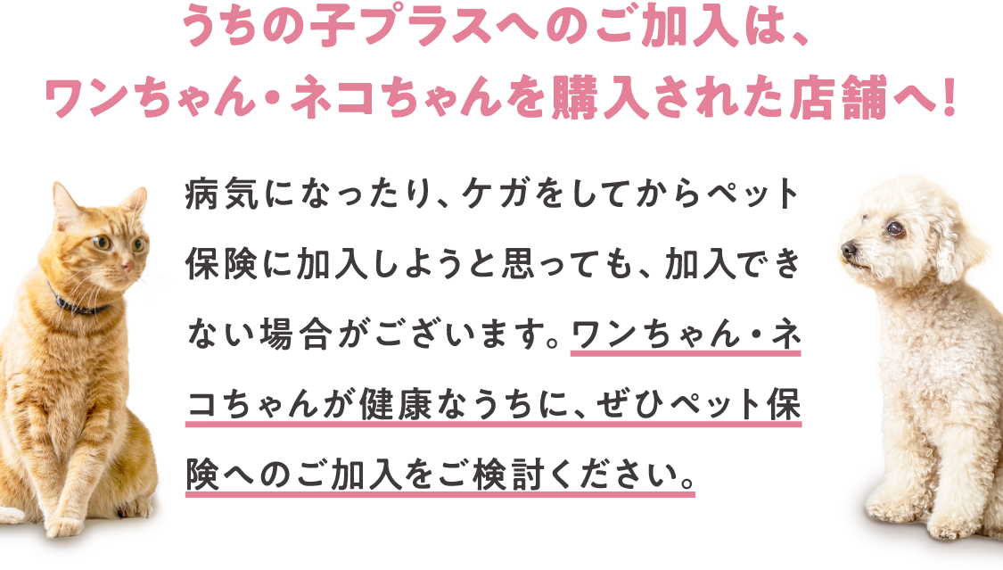 うちの子プラスへのご加入は、ワンちゃん・ネコちゃんを購入された店舗へ！病気になったり、ケガをしてからペット保険に加入しようと思っても、加入できない場合がございます。ワンちゃん・ネコちゃんが健康なうちに、ぜひペット保険へのご加入をご検討ください。