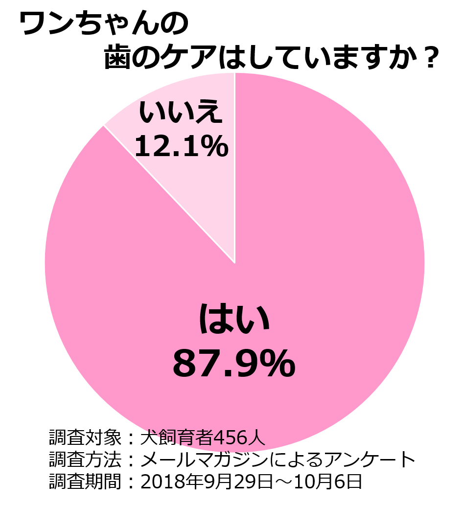 ワンちゃんの歯のケアはしていますか？