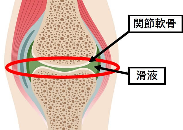 関節軟骨、滑液