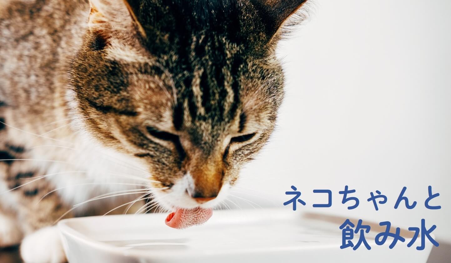ネコちゃんと飲み水｜うちの子 HAPPY PROJECT