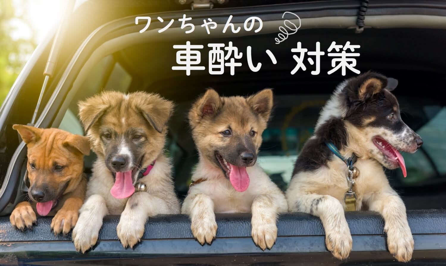 犬 車 酔い