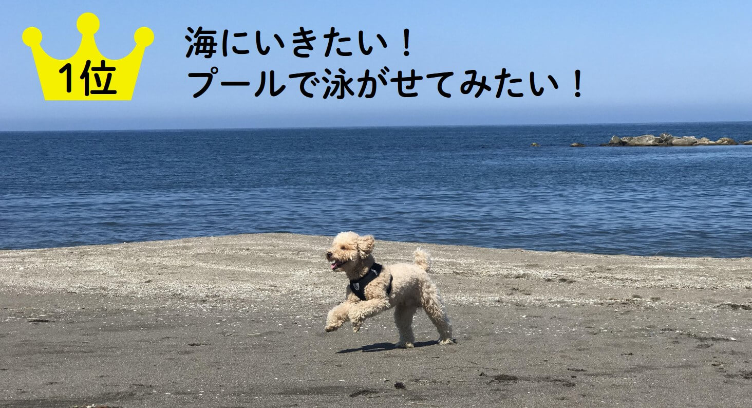 １位海にいきたい！プールで泳がせてみたい！