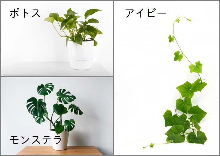 危ない観葉植物（ポトス・アイビー・モンステラ）