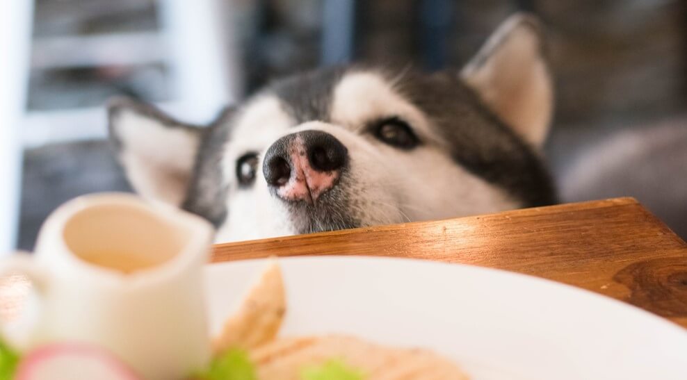 食べ物を見つめるワンちゃん