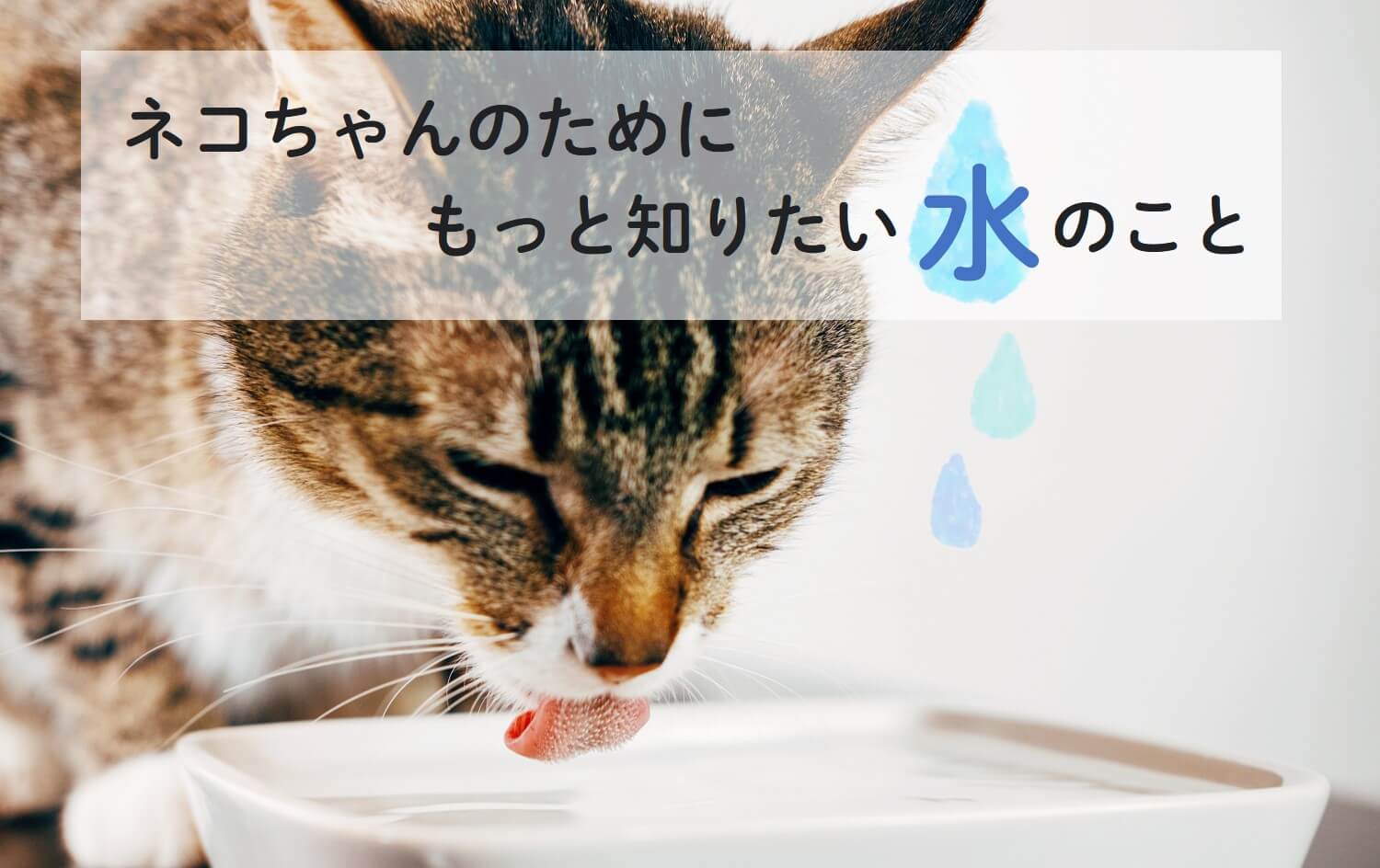 ネコちゃんのためにもっと知りたい『水』のこと｜うちの子 HAPPY PROJECT