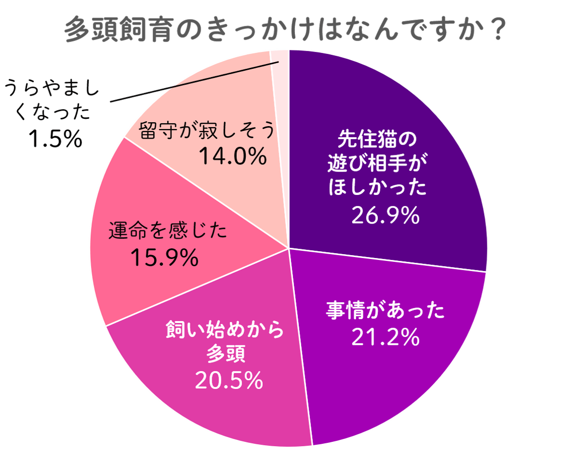 猫：多頭飼育のきっかけはなんですか？猫