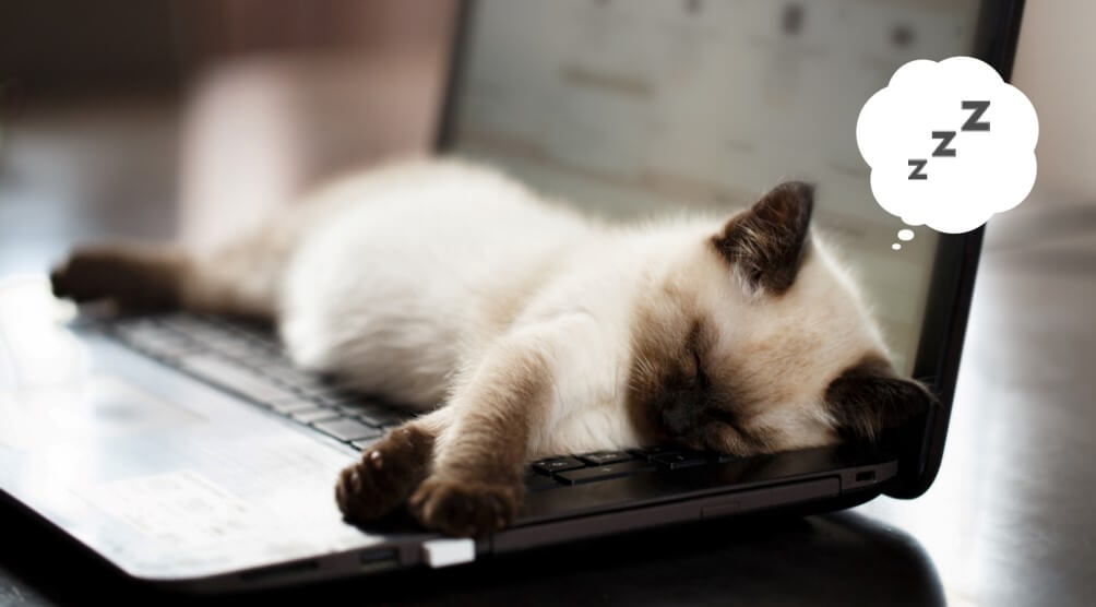 パソコンの上で寝るネコちゃん