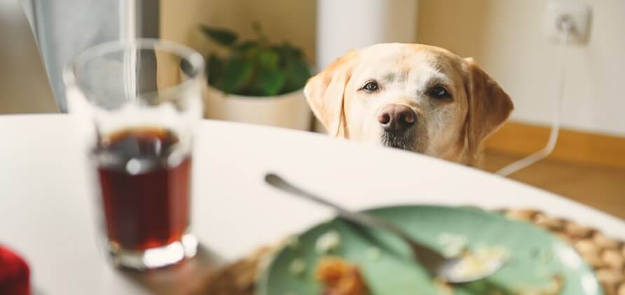 テーブルの上の食べ物を見つめるワンちゃん