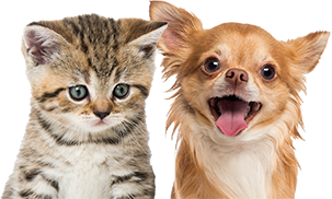 犬猫