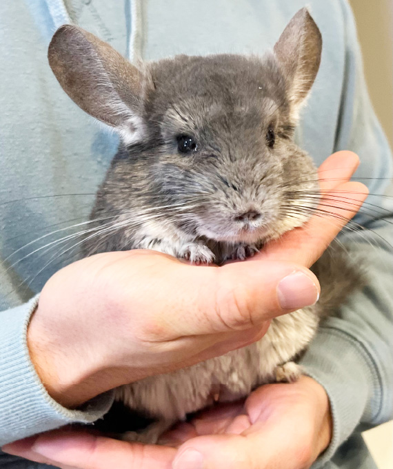 チンチラの正しい抱っこの仕方