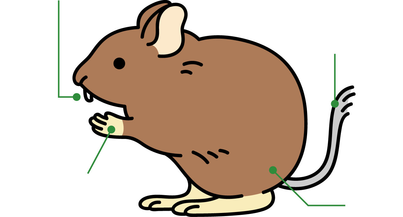 デグーのからだ