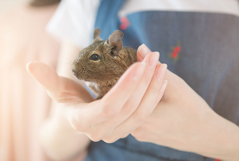デグーの正しい抱っこの仕方