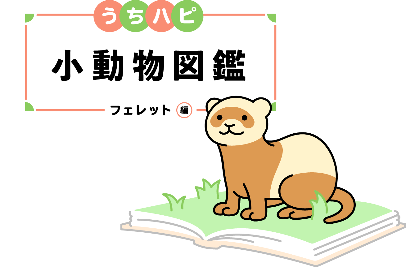 うちハピ小動物（エキゾチックアニマル）図鑑フェレット編